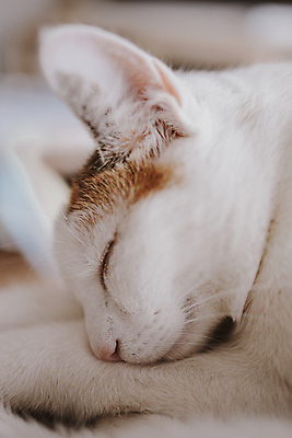 포토 JPG 해외이미지 동물 여자 백그라운드 포유류 휴식 주택 털 사람없음 반려동물 고양이 흰색 잠 모피 코 낮잠 솜털 해외포토 컬러 컨셉 사람 건물 신체부위 파일형식 이미지허브