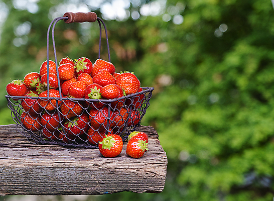 포토 JPG 해외이미지 열매 음식 조각 백그라운드 십자가 잎 다이어트 과일 재료 부분 딸기 디저트 건강 3 씨앗 사람없음 빨간색 초록색 빛 활발 신선 그룹 닫기 달콤 맛 먹기 흰배경 상쾌 유기농 날것 내추럴 강렬 숙성 완벽 채식주의자 해외포토 식물 웰빙 감정 컬러 컨셉 모션 흰색 채식 파일형식 이미지허브