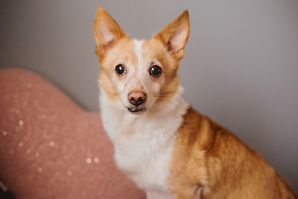 포토 JPG 해외이미지 동물 응시 행복 얼굴 새끼 백그라운드 오렌지 포유류 놀이 사람없음 반려동물 귀여움 게임 개 강아지 작음 고립 미니 해외포토 시선 감정 컨셉 과일 신체부위 크기 파일형식 이미지허브