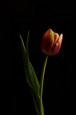 포토 JPG 해외이미지 스튜디오촬영 식물 디자인 계절 꽃잎 꽃 줄기 검은배경 사랑 사람없음 컬러풀 정원 사진촬영 봄 튤립 성장 닫기 향기 내추럴 완벽 취급주의 카피스페이스 해외포토 감정 컬러 백그라운드 컨셉 모션 실내 경고 검은색 촬영 공백 냄새 파일형식 이미지허브