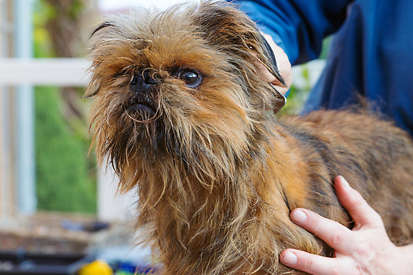 포토 JPG 해외이미지 손 실내 들기 신체부위 반려동물 개 돌봄 미용가위 애견미용 해외포토 동물 포유류 모션 가위_도구 사람 내부 뷰티 미용용품 파일형식 이미지허브