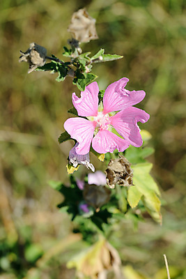 포토 JPG 해외이미지 식물 꽃 꽃무늬 밭 자연 건조 사람없음 초록색 여름 약 노란색 정원 봄 들꽃 벚꽃 흰색 신선 개화 약초 내추럴 옛날 치료제 투입 해외포토 계절 컬러 무늬 농업 의학 모션 풀_식물 생태계 파일형식 이미지허브