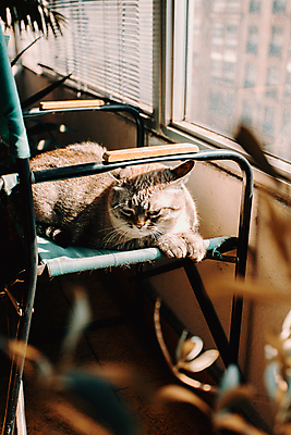 포토 JPG 해외이미지 동물 1 응시 포즈 오렌지 장난 휴식 짧은머리 털 사람없음 파란색 반려동물 노란색 맑음 고양이 회색 흰색 잠 정상 작음 담요 크림 부드러움 솜털 생강 거짓말 주목 해외포토 헤어스타일 시선 컬러 컨셉 채소 과일 포유류 날씨 감각 크기 파일형식 이미지허브