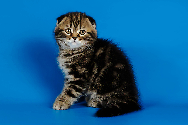 포토 JPG 해외이미지 한마리 응시 새끼 실내 앉기 사람없음 반려동물 귀여움 고양이 파란배경 스코티시폴드 반려묘 해외포토 동물 1 시선 백그라운드 컨셉 포유류 모션 내부 파란색 파일형식 이미지허브