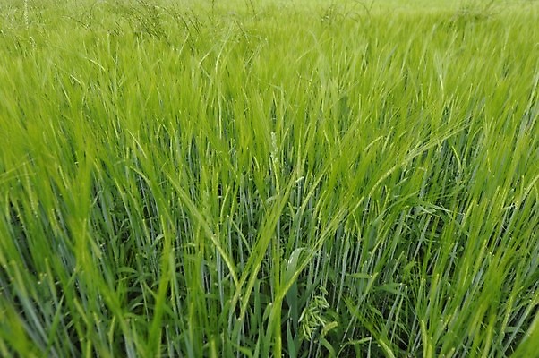 포토 JPG 해외이미지 식물 음식 밭 농업 다이어트 종류 옥수수 사람없음 경제 농작물 농장 농경지 농부 낟알 시리얼 밀 밭일 해외포토 직업 산업 곡류 건강 파일형식 이미지허브