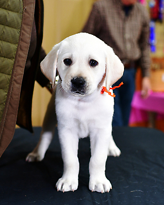 포토 JPG 해외이미지 가족 놀이 실험 사람없음 농장 개 리트리버 강아지 쓰레기 래브라도리트리버 혀 사냥개 언니 기르기 남동생 해외포토 농업 포유류 관계 반려동물 입 자매 동생 돌봄 파일형식 이미지허브
