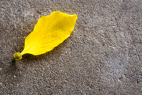 포토 JPG 해외이미지 식물 꽃잎 꽃 백그라운드 잎 꽃무늬 패턴 자연 추상 바닥 사람없음 장식 여름 노란색 회색 가을 거친 질감 시멘트 내추럴 고립 땅바닥 콘크리트 해외포토 계절 컬러 무늬 생태계 파일형식 이미지허브