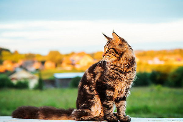 포토 JPG 해외이미지 동물 공원 백그라운드 포유류 자연 수염 건강 잔디 성인 사람없음 야외 초록색 반려동물 귀여움 고양이 모피 사냥 귀 해외포토 식물 공공시설 컬러 컨셉 사람 신체부위 생태계 파일형식 이미지허브