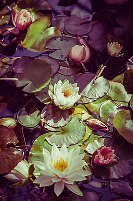 포토 JPG 해외이미지 식물 계절 공원 꽃잎 꽃 줄기 백그라운드 단풍 잎 꽃무늬 자연 사람없음 초록색 컬러풀 환경 정원 벚꽃 가을 신선 개화 닫기 내추럴 뒤뜰 온실 해외포토 공공시설 컬러 무늬 모션 생태계 파일형식 이미지허브