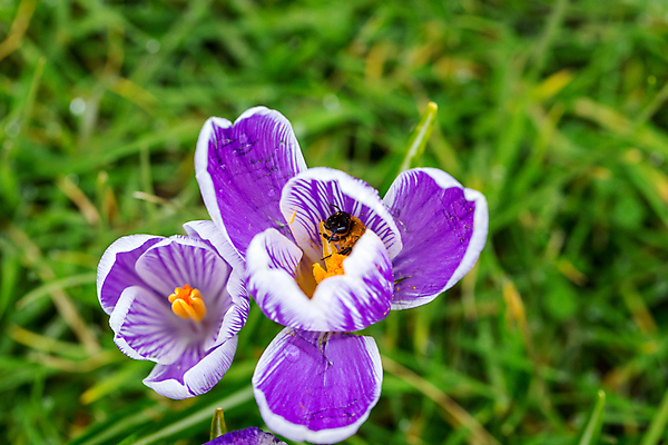 포토 JPG 해외이미지 식물 동물 계절 꽃잎 꽃 곤충 꽃무늬 자연 사람없음 야외 컬러풀 보라색 봄 줄무늬 활발 벚꽃 개화 닫기 꿀벌 작음 수분 제비꽃 묘사 꽃가루 꿀 라일락 내추럴 영원 호박벌 해외포토 컬러 컨셉 무늬 모션 벌_곤충 크기 가루 생태계 파일형식 이미지허브