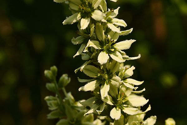 포토 JPG 해외이미지 식물 꽃잎 줄기 잎 자연 사람없음 종 백합 양귀비 칼라꽃 그리너리 해외포토 꽃 생태계 파일형식 트랜드컬러 이미지허브