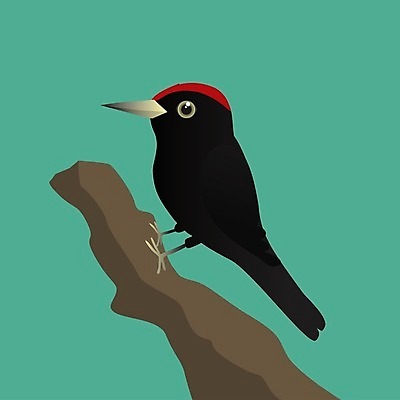 EPS 해외이미지 나무 동물 야생동물 백그라운드 날개 일러스트 자연 조류 빨간색 컬러풀 환경 검은색 나뭇가지 깃털 부리 고립 동물상 해외일러스트 식물 컬러 조형물 생태계 파일형식 벡터 이미지허브