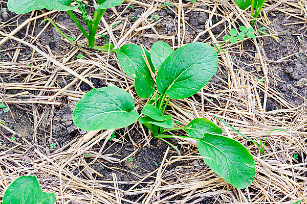 포토 JPG 해외이미지 식물 계절 지구 음식 백그라운드 잎 밭 농업 채소 재료 자연 건강 씨앗 사람없음 야외 초록색 여름 농장 새싹 환경 정원 흙 봄 놀이방 샐러드 수확 성장 신선 상추 작음 허브 유기농 원예 양배추 내추럴 모종 온실 케일 해외포토 웰빙 산업 컬러 취미 크기 생태계 파일형식 이미지허브