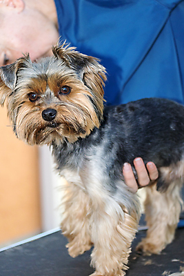 포토 JPG 해외이미지 탁자 실내 한명 옆모습 반려동물 잡기 개 요크셔테리어 돌봄 애견미용 성인한명만 해외포토 동물 1 뷰포인트 가구 포유류 모션 사람 내부 뷰티 테리어 성인만 파일형식 이미지허브