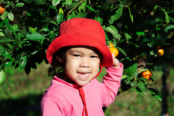 포토 JPG 해외이미지 나무 식물 라이프스타일 계절 딸 행복 어린이 음식 농업 오렌지 과일 가족 관계 자연 휴식 귤 함께함 건강 한명 사람 야외 농장 환경 정원 맑음 기쁨 수확 신선 선택 달콤 과수원 먹기 유기농 숙성 해외포토 1 웰빙 감정 산업 컨셉 모션 날씨 생활 맛 생태계 파일형식 이미지허브