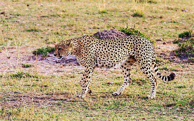 포토 JPG 해외이미지 주간 한마리 야생동물 사람없음 야외 육식동물 치타 해외포토 자연요소 동물 1 포유류 파일형식 이미지허브