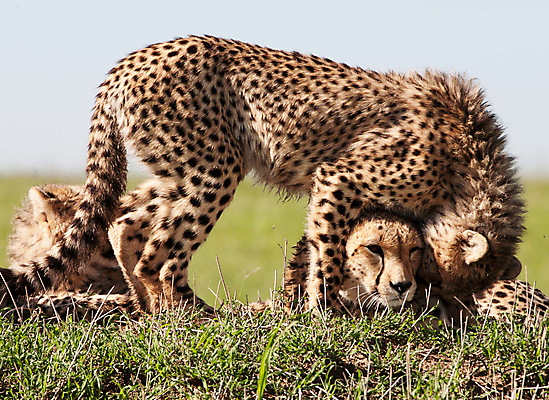 포토 JPG 해외이미지 주간 야생동물 장난 세마리 사람없음 야외 아웃포커스 다정 육식동물 치타 해외포토 자연요소 동물 컨셉 포유류 촬영기법 3 파일형식 이미지허브
