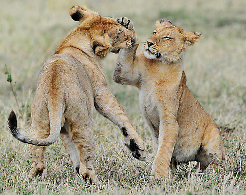 포토 JPG 해외이미지 주간 야생동물 새끼 두마리 장난 초원 사람없음 야외 아웃포커스 사자 육식동물 놀기 해외포토 자연요소 동물 2 포유류 모션 촬영기법 파일형식 이미지허브