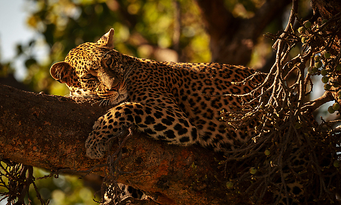 포토 JPG 해외이미지 주간 한마리 야생동물 휴식 사람없음 야외 아웃포커스 눕기 나뭇가지 육식동물 표범 해외포토 자연요소 나무 동물 1 컨셉 포유류 모션 촬영기법 파일형식 이미지허브