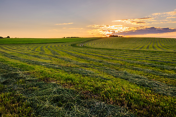 포토 JPG 해외이미지 식물 선 백그라운드 밭 농업 자연 아침 풍경 사람없음 야외 초록색 여름 파란색 햇빛 농장 농경지 일출 환경 맑음 일몰 봄 성장 시골 저녁 땅 언덕 유기농 장면 밭일 수평선 세련 해외포토 주간 웰빙 계절 산업 컬러 날씨 태양 노을 야간 생태계 파일형식 이미지허브
