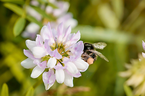 포토 JPG 해외이미지 동물 꽃 야생동물 곤충 자연 사람없음 초록색 여름 노란색 검은색 작음 수분 벌 꽃가루 꿀 꽃수술 호박벌 해외포토 식물 계절 컬러 벌_곤충 크기 가루 생태계 파일형식 이미지허브