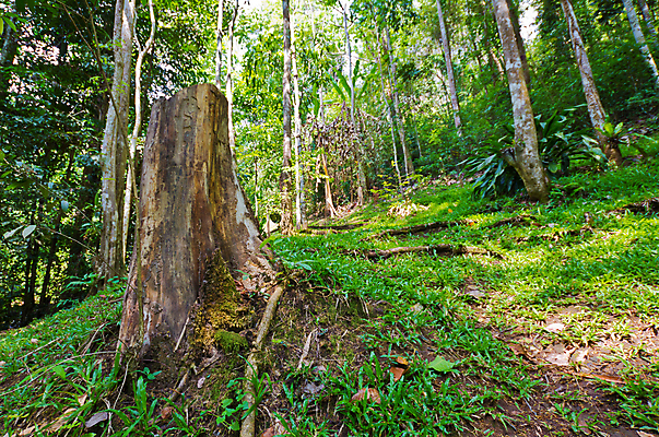포토 JPG 해외이미지 나무 공원 여행 태국 자연 사람없음 초록색 환경 신선 숲 담배꽁초 산소 내추럴 해외포토 식물 공공시설 아시아 컬러 담배 원소 생태계 파일형식 이미지허브