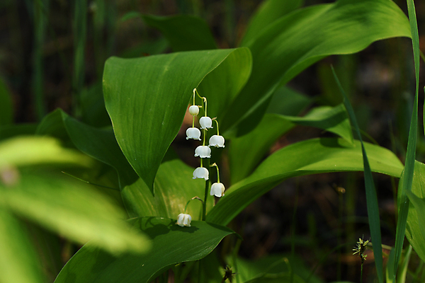 포토 JPG 해외이미지 식물 꽃 줄기 자연 사람없음 그리너리 해외포토 생태계 파일형식 트랜드컬러 이미지허브