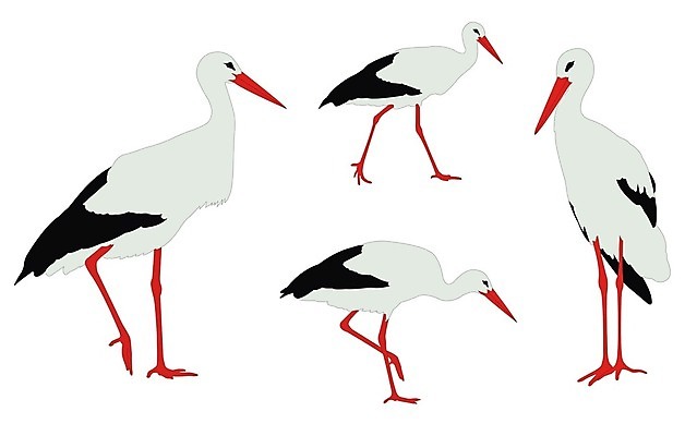 EPS 해외이미지 모양 동물 야생동물 일러스트 자연 조류 동물원 종류 세트 검은색 흰색 수집 깃털 부리 계산서 동물상 해외일러스트 컬러 조형물 생태계 파일형식 벡터 이미지허브