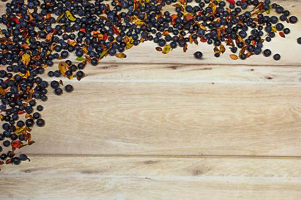 포토 JPG 해외이미지 식물 열매 음식 백그라운드 잎 패턴 과일 재료 자연 탁자 프레임 건강 사람없음 목재 장식 가로 초록색 파란색 우주 주방 가을 신선 그룹 달콤 먹기 유기농 블루베리 날것 흙더미 구성 숙성 카피스페이스 해외포토 나무 웰빙 계절 컬러 가구 무늬 모션 흙 공백 맛 생태계 파일형식 더미 이미지허브