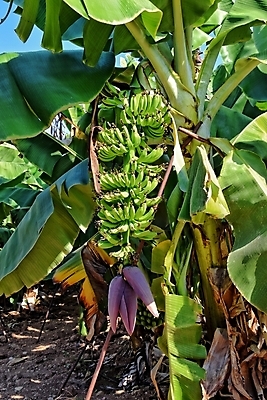 포토 JPG 해외이미지 식물 음식 잎 농업 다이어트 과일 생물 바나나 따뜻함 건강 사람없음 초록색 태양 수확 성장 해외포토 자연요소 산업 컬러 파일형식 이미지허브