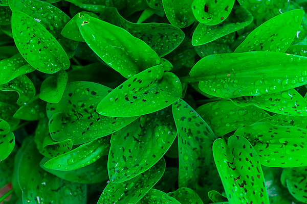 포토 JPG 해외이미지 식물 백그라운드 잎 꽃무늬 패턴 자연 사람없음 야외 가로 초록색 젖음 성장 물방울 신선 닫기 이슬 묘사 질감 해외포토 꽃 컬러 무늬 모션 생태계 파일형식 이미지허브