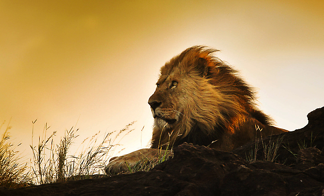 포토 JPG 해외이미지 주간 한마리 야생동물 하늘 바람 사람없음 야외 육식동물 숫사자 해외포토 자연요소 동물 1 날씨 사자 수컷 파일형식 이미지허브