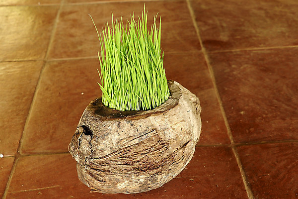 포토 JPG 해외이미지 식물 꽃 음식 꽃다발 백그라운드 컨셉 잎 꽃무늬 밭 농업 채소 재료 자연 밥 건조 파슬리 건강 씨앗 사람없음 장식 초록색 갈색 노란색 정원 봄 흰색 신선 고수 냄비 농부 낟알 밀 다발 허브 유기농 코코넛 향 밀짚 내추럴 채식주의자 해외포토 직업 웰빙 계절 산업 컬러 무늬 과일 곡류 짚 솥 향신료 생태계 채식 파일형식이미지허브 