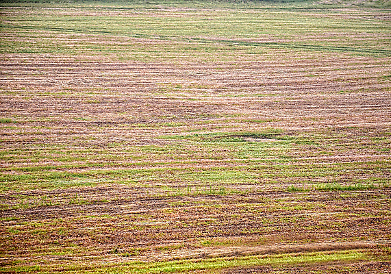 포토 JPG 해외이미지 식물 계절 백그라운드 꽃무늬 패턴 밭 농업 자연 표면 추상 바닥 안테나 풍경 잔디 사람없음 야외 가로 초록색 여름 농장 갈색 노란색 우주 환경 정원 맑음 봄 카펫 시골 신선 질감 지역 땅바닥 카피스페이스 해외포토 꽃 산업 컬러 무늬 통신 날씨 공백 생태계 파일형식 이미지허브