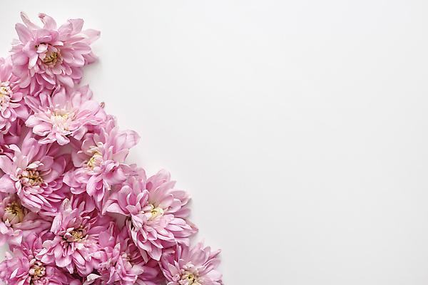 포토 JPG 해외이미지 식물 디자인 기념일 꽃 종이 분홍색 꽃다발 결혼 백그라운드 꽃무늬 텍스트 자연 탁자 휴가 프레임 국화 발렌타인데이 선물 사랑 사람없음 목재 장식 초록색 장미 우주 보라색 봄 공백 벚꽃 흰색 하트 축하 인사 신선 신용카드 플랫 정상 초대 위치 내추럴 해외포토 모양 나무 계절 감정 컬러 가구 컨셉 무늬 재료 데이이벤트 이벤트 금융 예절 생태계 파일형식 이미지허브