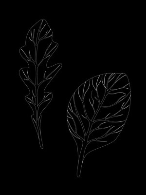 EPS 해외이미지 식물 손 디자인 선 음식 백그라운드 잎 농업 다이어트 채소 일러스트 재료 자연 건강 요리 미술 그래픽 초록색 세트 주방 정원 검은색 샐러드 로켓 흰색 신선 양념 시장 허브 향신료 오브젝트 그림 유기농 날것 윤곽 시금치 판화 내추럴 고립 루꼴라 엘리먼트 채식주의자 해외일러스트 웰빙 산업 컬러 문화예술 신체부위 생태계 채식 향미료 파일형식 벡터 이미지허브