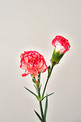 포토 JPG 해외이미지 꽃 사람없음 카네이션 해외포토 식물 파일형식 이미지허브