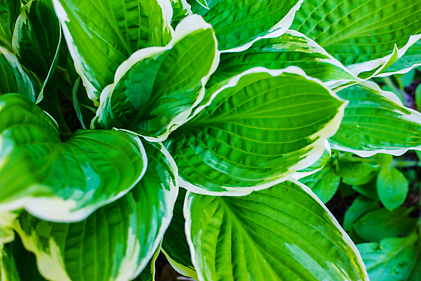 포토 JPG 해외이미지 식물 잎 패턴 자연 프레임 사람없음 초록색 물 정원 신선 닫기 가득함 원예 내추럴 그리너리 해외포토 자연요소 컬러 무늬 모션 취미 생태계 파일형식 트랜드컬러 이미지허브