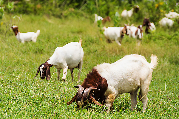 포토 JPG 해외이미지 동물 행복 백그라운드 밭 농업 포유류 태국 자연 염소 사람없음 야외 초록색 여름 컬러풀 농장 농경지 걷기 마을 환경 가축 목장 농촌 시골 신선 그룹 양치기 군중 방목 땅 먹기 내추럴 밭일 수유 찰과상 해외포토 직업 계절 감정 산업 아시아 컬러 모션 사람 축산업 상처 생태계 파일형식 이미지허브