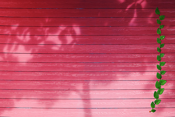 포토 JPG 해외이미지 나무 식물 디자인 벽 줄기 백그라운드 잎 패턴 건축양식 자연 벽지 추상 그림자 사람없음 야외 목재 그래픽 장식 가로 빨간색 초록색 노란색 우주 정원 봄 흰색 신선 얼룩 거친 널 질감 데이지 시멘트 옛날 콘크리트 해외포토 계절 건축 꽃 컬러 무늬 재료 생태계 파일형식 이미지허브