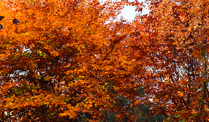 포토 JPG 해외이미지 나무 식물 계절 공원 백그라운드 잎 밭 오렌지 자연 하늘 날씨 풍경 사람없음 야외 목재 빨간색 초록색 물 여름 파란색 빛 컬러풀 햇빛 태양 노란색 환경 맑음 가을 시골 숲 장면 루마니아 내추럴 해외포토 자연요소 공공시설 유럽 컬러 농업 과일 재료 생태계 파일형식 이미지허브