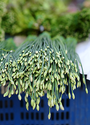 포토 JPG 해외이미지 식물 전통 음식 백그라운드 잎 농업 다이어트 채소 재료 태국 자연 건강 요리 동양인 사람없음 초록색 성장 신선 그룹 시장 맛 다발 허브 유기농 날것 향기 아로마 내추럴 분양 채식주의자 해외포토 웰빙 산업 아시아 컬러 컨셉 부동산 인종 생태계 채식 냄새 파일형식 이미지허브