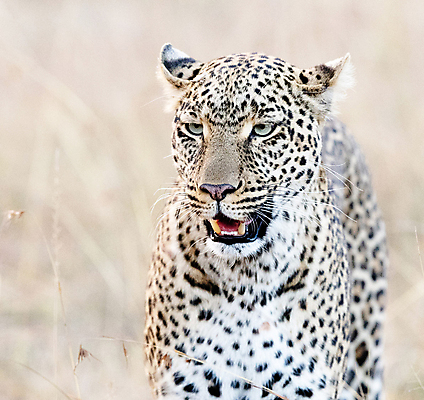 포토 JPG 해외이미지 주간 한마리 야생동물 사람없음 야외 아웃포커스 육식동물 표범 해외포토 자연요소 동물 1 포유류 촬영기법 파일형식 이미지허브