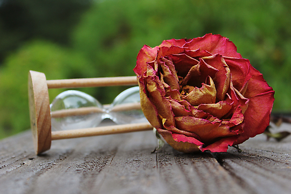 포토 JPG 해외이미지 식물 꽃잎 꽃 모래 시계 분홍색 여행 백그라운드 컨셉 꽃무늬 자연 유리 휴가 건조 발렌타인데이 사랑 풍경 사람없음 야외 목재 초록색 여름 파란색 장미 정원 봄 수확 골동품 하트 시간 모래시계 복고 보케 과거 통과 타이머 단절 마감 분 옛날 어머니의날 해외포토 모양 나무 계절 기념일 감정 컬러 무늬 농업 재료 데이이벤트 재질 생태계 미국문화 파일형식 이미지허브
