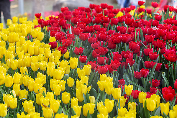 포토 JPG 해외이미지 식물 디자인 배너 공원 꽃 줄기 분홍색 꽃다발 백그라운드 꽃무늬 패턴 비즈니스 자연 하늘 풍경 사람없음 빨간색 초록색 여름 파란색 세트 컬러풀 햇빛 노란색 정원 보라색 봄 활발 튤립 성장 벚꽃 흰색 닫기 5월 엽서 문학 5 내추럴 해외포토 계절 공공시설 컬러 컨셉 무늬 모션 태양 숫자 날짜 편지 생태계 파일형식 이미지허브