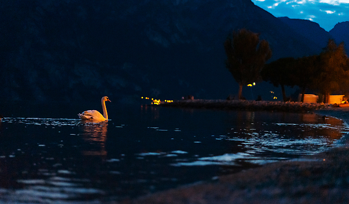 포토 JPG 해외이미지 호수 바다 여행 백그라운드 조류 산 풍경 사람없음 물 파란색 빛 컬러풀 일출 황혼 일몰 이탈리아 흰색 야간 지중해 알프스 백조 타운 해외포토 자연요소 동물 유럽 컬러 노을 도시 파일형식 이미지허브