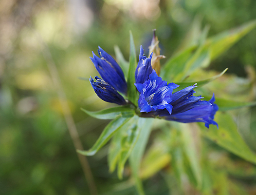 포토 JPG 해외이미지 식물 계절 공원 꽃잎 꽃 유럽 백그라운드 잎 꽃무늬 패턴 자연 산 풍경 사람없음 야외 초록색 여름 파란색 빛 환경 정원 들꽃 벚꽃 개화 보케 알프스 내추럴 슬로바키아 해외포토 공공시설 나라 컬러 무늬 생태계 파일형식 이미지허브