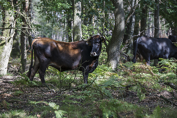 포토 JPG 해외이미지 동물 공원 남자 야생동물 포유류 자연 사람없음 갈색 어둠 그룹 숲 위험 큼 들소 전국 해외포토 공공시설 컬러 컨셉 사람 소 크기 생태계 파일형식 이미지허브