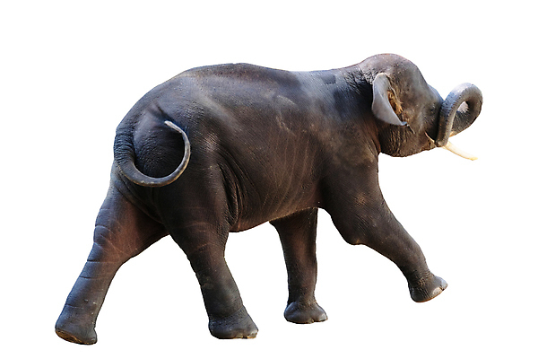 포토 JPG 해외이미지 나무 동물 아시아 야생동물 여행 백그라운드 포유류 태국 자연 코끼리 그림자 사람 동양인 사람없음 야외 물 강 바구니 목욕 흰색 개울 던지기 운전사 떨어짐 숲 그늘 테두리 수로 쇼 거짓말 샤워실 해외포토 자연요소 식물 직업 나라 컬러 컨셉 모션 인종 청결 생태계 샤워시설 파일형식 이미지허브