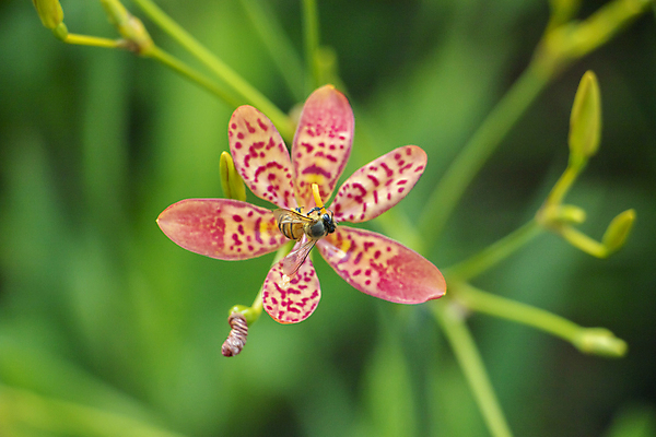 포토 JPG 해외이미지 식물 계절 꽃잎 꽃 나비 곤충 밭 자연 사람없음 초록색 노란색 정원 봄 벚꽃 흰색 데이지 해외포토 동물 컬러 농업 생태계 파일형식 이미지허브